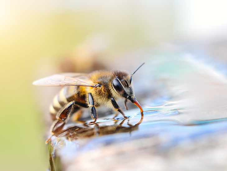 Insektenfreundlicher Balkon – Biene trinkt aus Trinkschale